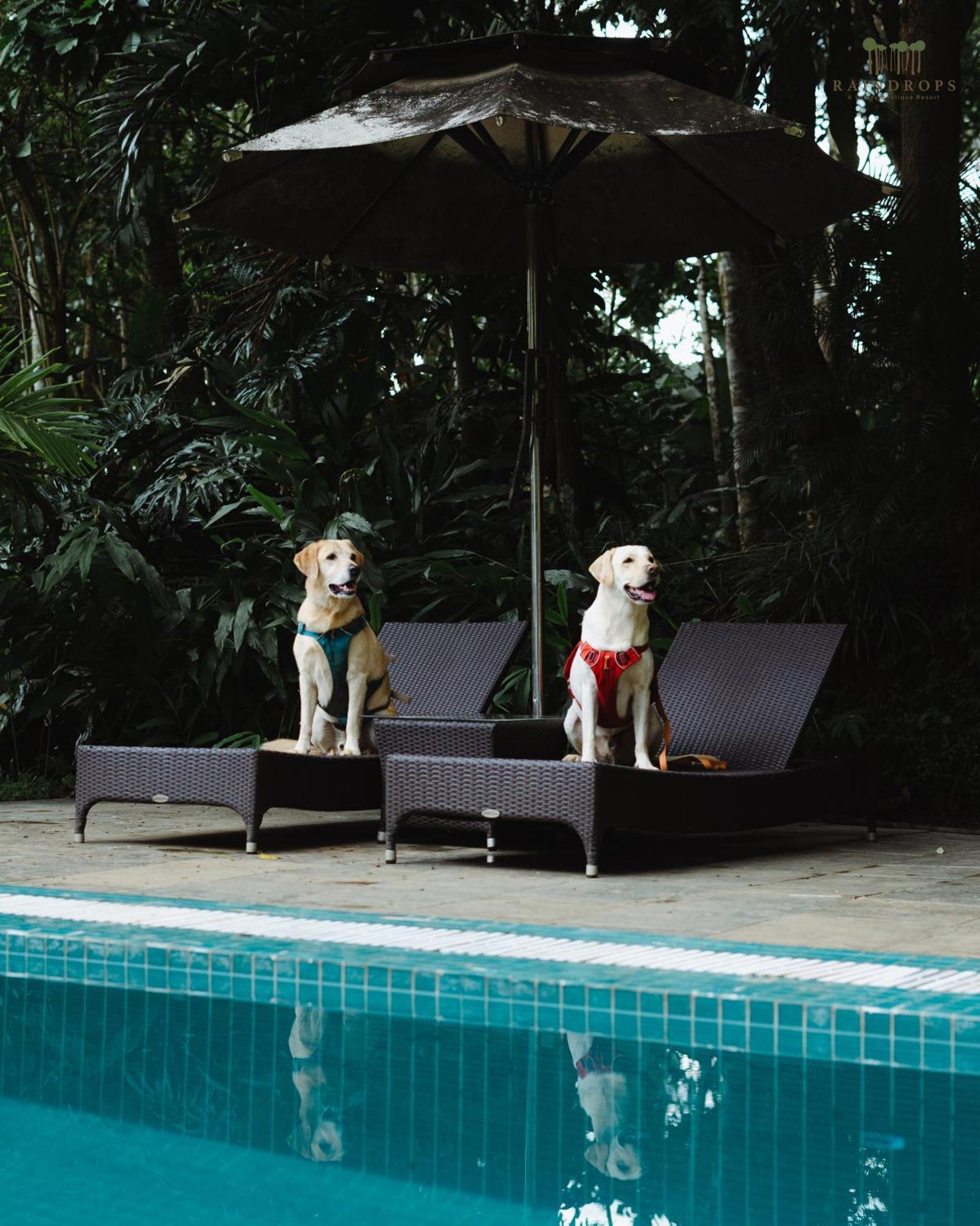 Raindrops Resorts Wayanad Sultan Bathery Esterno foto